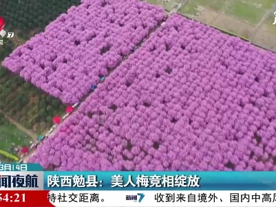 陕西勉县：美人梅竞相绽放