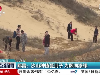 都昌：沙山种植蔓荆子 为鄱湖添绿
