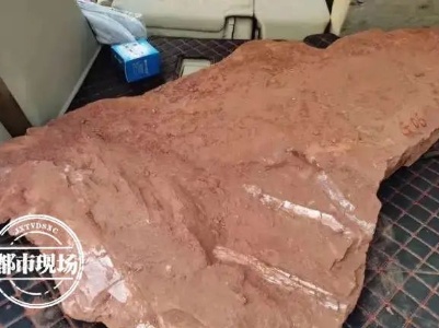 赣州又发现恐龙化石，长这样！