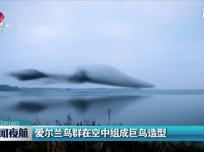 爱尔兰鸟群在空中组成巨鸟造型
