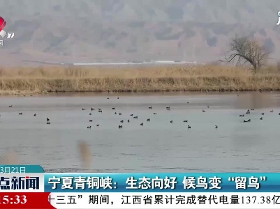 宁夏青铜峡：生态向好 候鸟变“留鸟”