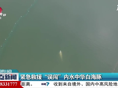 紧急救援“误闯”内水中华白海豚