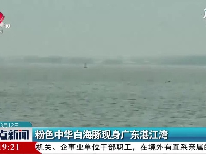 粉色中华白海豚现身广东湛江湾