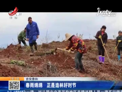 吉安泰和：春雨绵绵 正是造林好时节