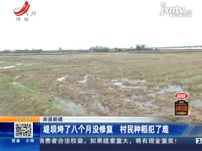 南昌新建：堤坝垮了八个月没修复 村民种稻犯了难