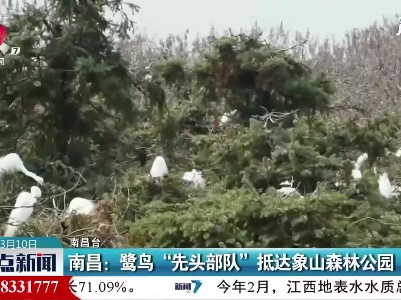 南昌：鹭鸟“先头部队”抵达象山森林公园