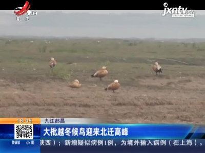 九江都昌：大批越冬候鸟迎来北迁高峰