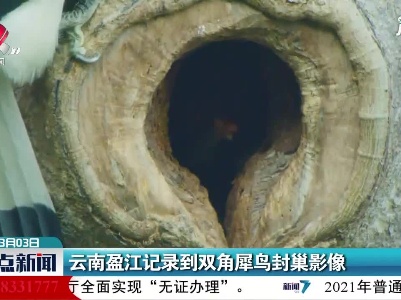 云南盈江记录到双角犀鸟封巢影像