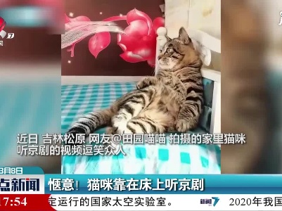 吉林：惬意！猫咪靠在床上听京剧