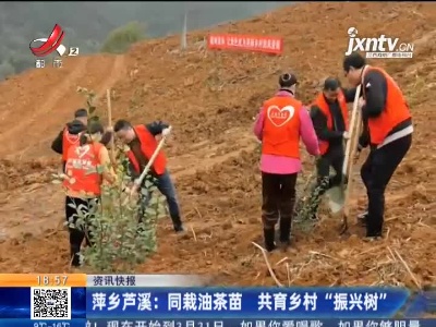 萍乡芦溪：同栽油茶苗 共育乡村“振兴树”