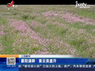 上饶鄱阳：鄱阳湖畔 紫云英盛开
