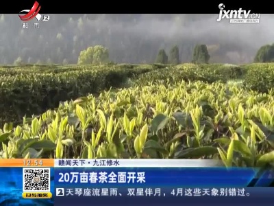 【赣闻天下】九江修水：20万亩春茶全面开采