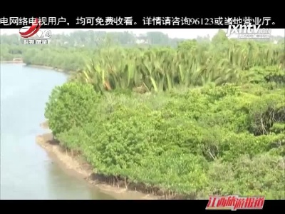 【向往的海口】东寨港红树林 海南靓丽的绿色名片