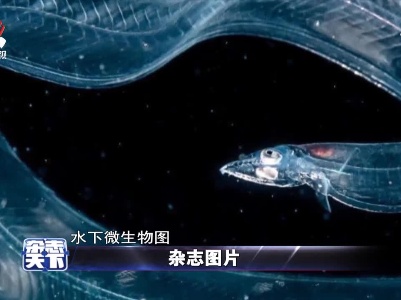 摄影师拍到了一组水下微生物图