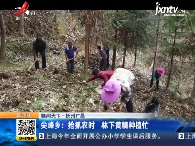 抚州广昌·尖峰乡：抢抓农时 林下黄精种植忙