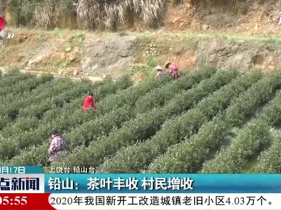 铅山：茶叶丰收 村民增收