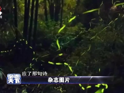 四川：萤火虫之舞
