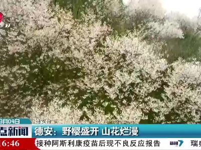 德安：野樱盛开 山花烂漫