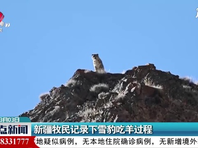 新疆牧民记录下雪豹吃羊过程