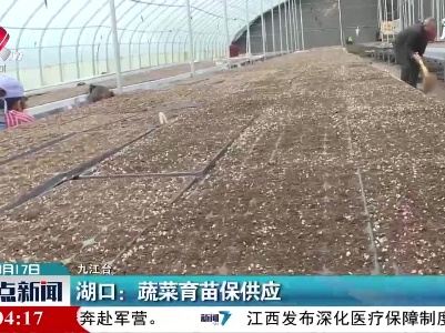 湖口：蔬菜育苗保供应