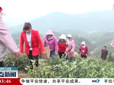 宁都：3000亩高山生态白茶开采