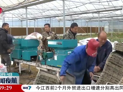 南昌新建区：早稻工厂化育秧拉开序幕
