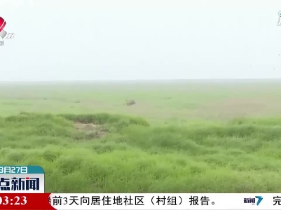 鄱阳湖保护区开展枯水期河麂科学调查