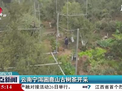云南宁洱困鹿山古树茶开采