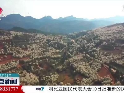 云南建水：千亩梨花竞相开放