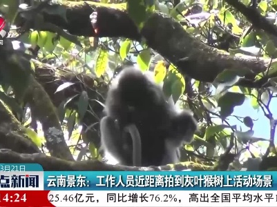 云南景东：工作人员近距离拍到灰叶猴树上活动场景