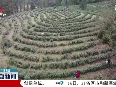新干：春回大地 明前茶采摘忙