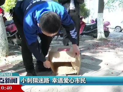 新干：小刺猬迷路 幸遇爱心市民