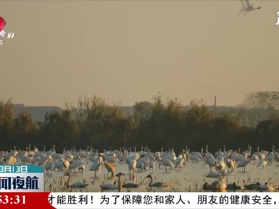 鄱阳湖已有8万多只候鸟北迁