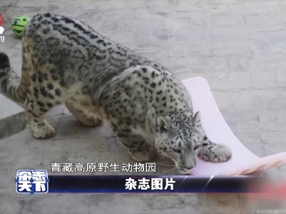 青藏高原动物园发放新玩具 凶猛的雪豹抱着玩具不撒手