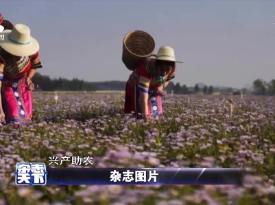 云南沪西两万亩“灯盏花”盛放