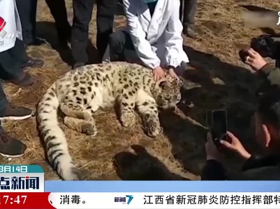 青海：雪豹“造访”头部受伤获救助