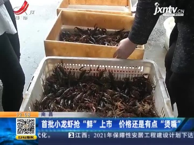 南昌：首批小龙虾抢“鲜”上市 价格还是有点“烫嘴”