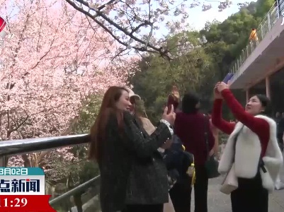 庐山：百年古樱开 山寺游客来