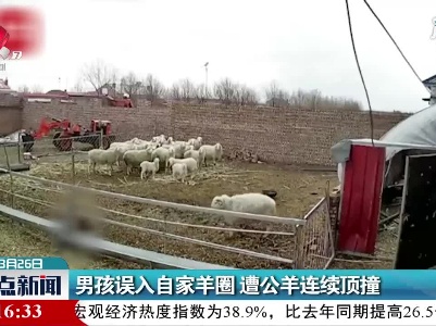 内蒙古：男孩误入自家羊圈 遭公羊连续顶撞