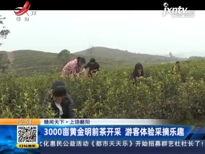 【赣闻天下】上饶鄱阳：3000亩黄金明前茶开采 游客体验采摘乐趣
