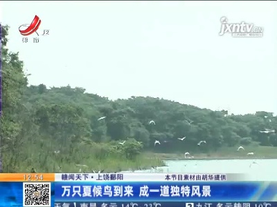 【赣闻天下】上饶鄱阳：万只夏候鸟到来 成一道独特风景