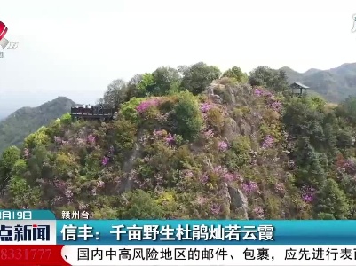 信丰：千亩野生杜鹃灿若云霞