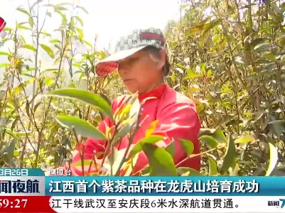 鹰潭：江西首个紫茶品种在龙虎山培育成功