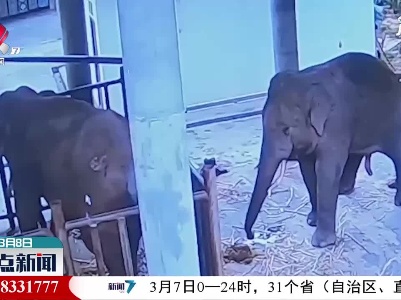 云南亚洲象种源繁育及救助中心拍到野象出没