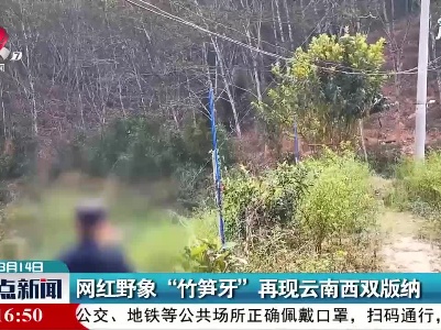 网红野象“竹笋牙”再现云南西双版纳
