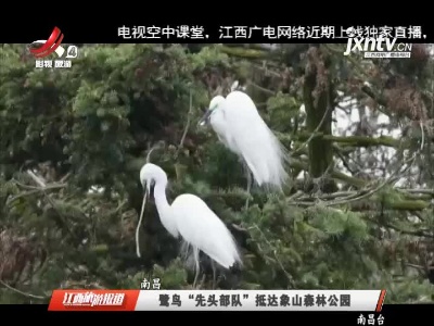 南昌：鹭鸟“先头部队” 抵达象山森林公园
