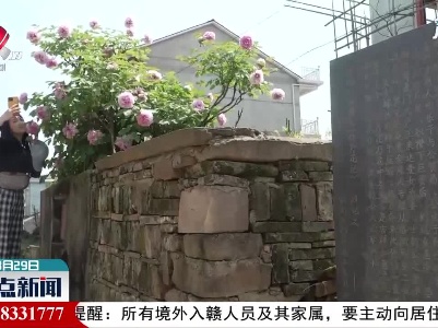 鄱阳：280多年牡丹迎春绽放 花开百朵绚丽多姿