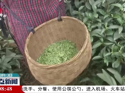 鹰潭：茶山丰收茶农富