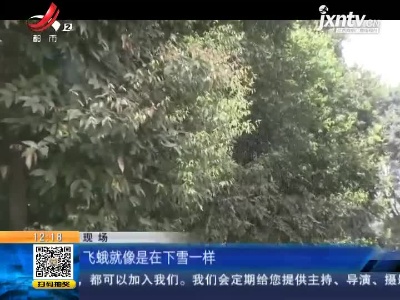重庆：飞蛾漫天舞好似下暴雪 小区上演“虫虫危机”