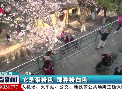 庐山：百年古樱开 山寺游客来